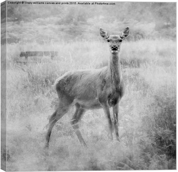 Red Deer Canvas Print by Linsey Williams