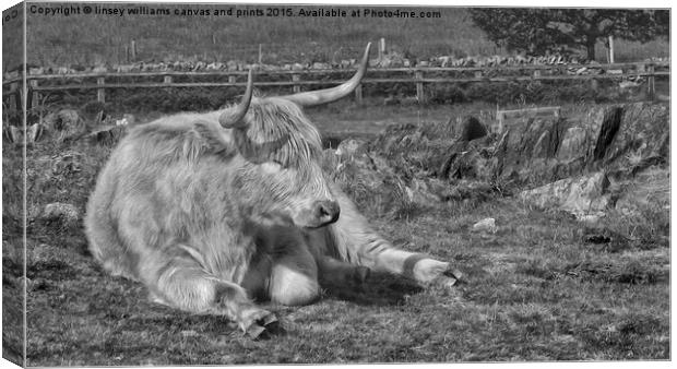A Resting Highlander  Canvas Print by Linsey Williams