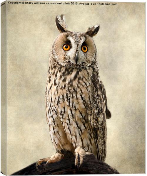  Birds Of Prey. Long Eared Owl Canvas Print by Linsey Williams