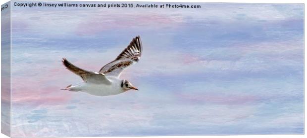  The Freedom Of Flying Canvas Print by Linsey Williams