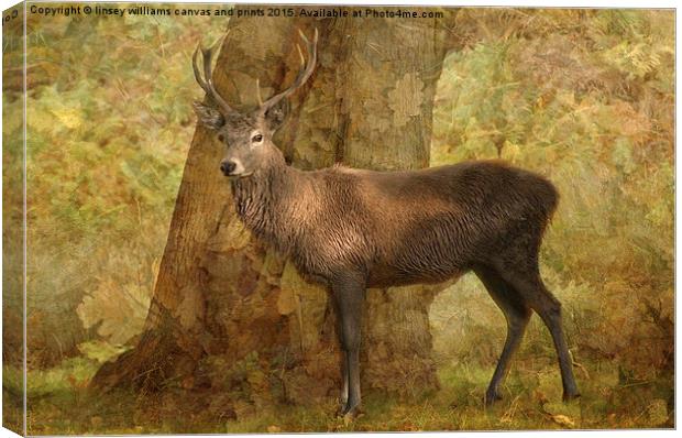 Stag Canvas Print by Linsey Williams