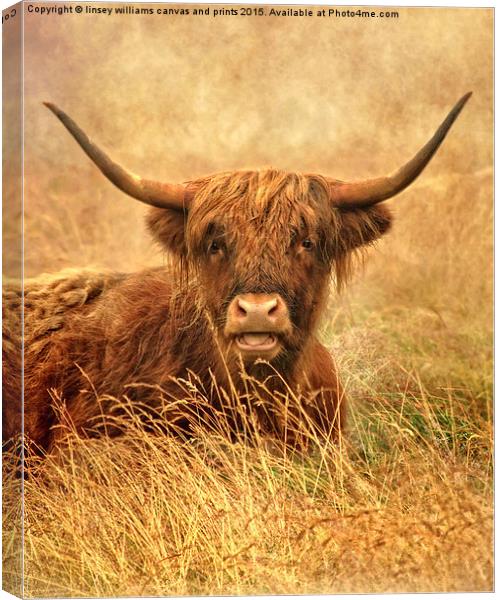  The Hairy Highlander Collection. Happy Highlander Canvas Print by Linsey Williams