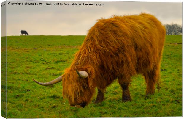 A Hairy Highlander Grazing Canvas Print by Linsey Williams