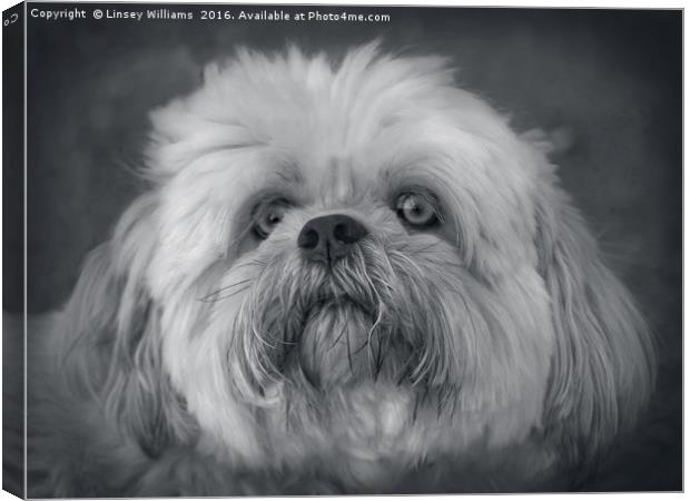 Shih Tzu Two Canvas Print by Linsey Williams