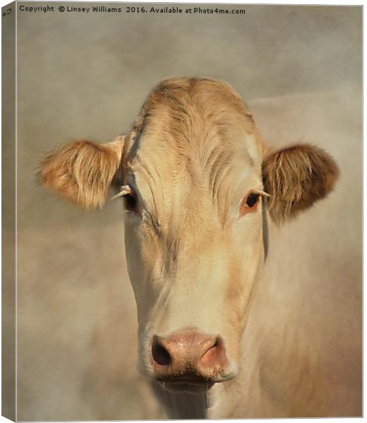 Cow Portrait Canvas Print by Linsey Williams