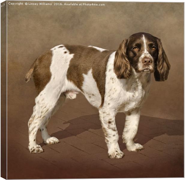 English Springer Spaniel Canvas Print by Linsey Williams