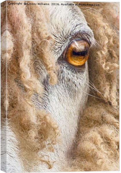 Leicester Longwool Sheep 2 Canvas Print by Linsey Williams