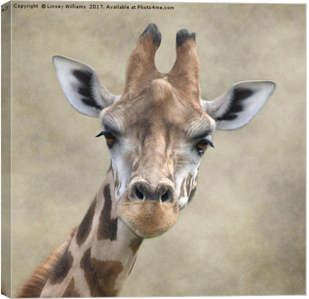 Giraffe Portrait Canvas Print by Linsey Williams