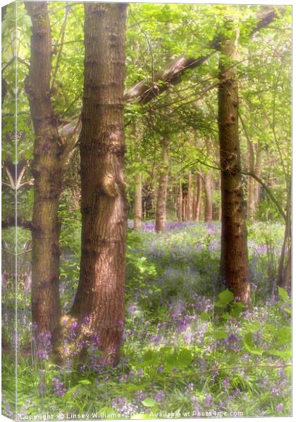 Dreaming of Bluebells in Spring Canvas Print by Linsey Williams
