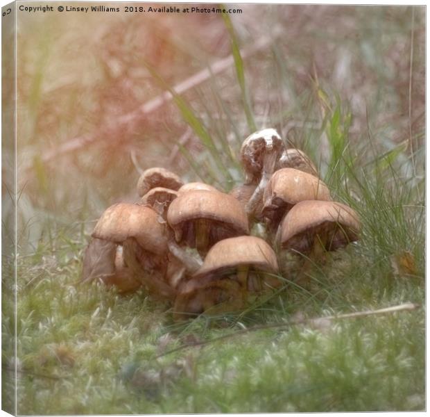 Toadstools Canvas Print by Linsey Williams