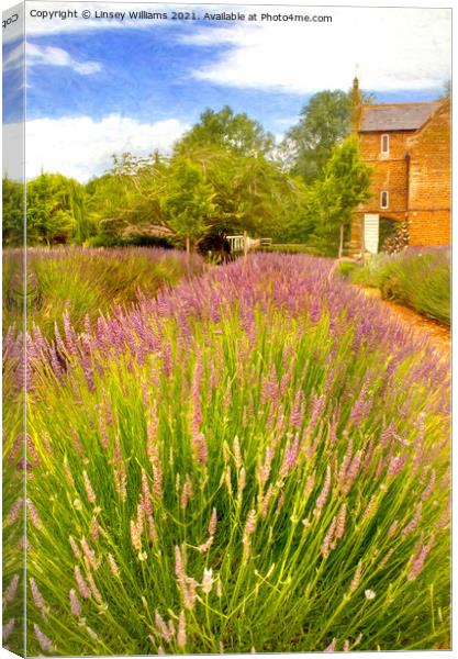 Norfolk Lavender Canvas Print by Linsey Williams