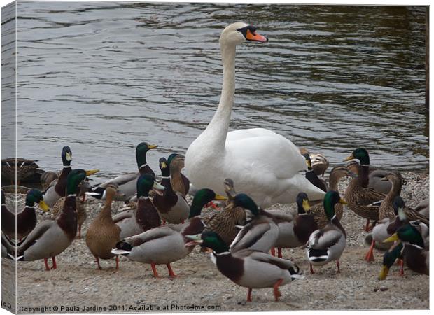 Swan Canvas Print by Paula Jardine