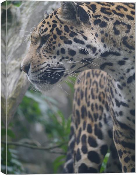 Amur Leopard Canvas Print by Paula Jardine