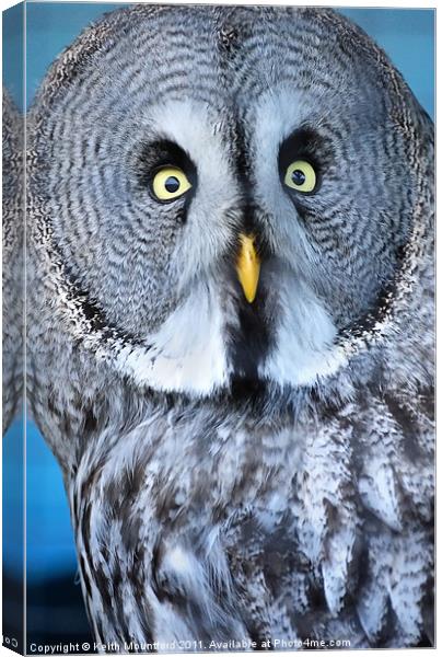 The Stare Canvas Print by Keith Mountford
