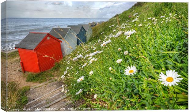 Daisies  and Hut Canvas Print by Keith Mountford