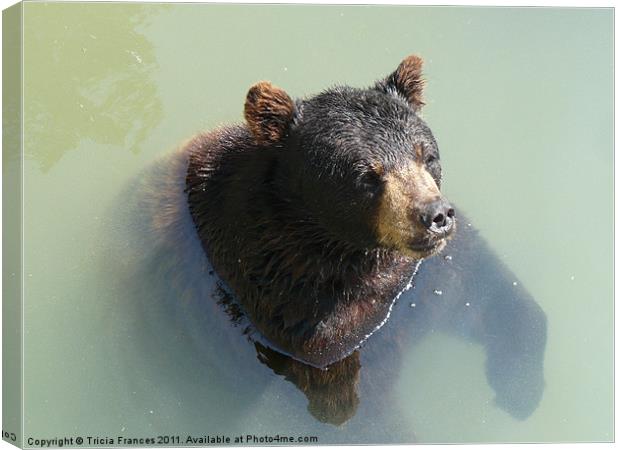 Bear Canvas Print by Tricia Frances