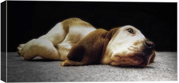 Dawg Tired Canvas Print by Jay Ticehurst