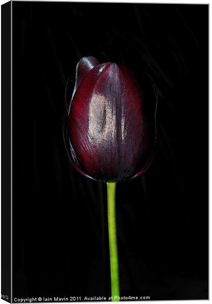 Black Tulip Canvas Print by Iain Mavin