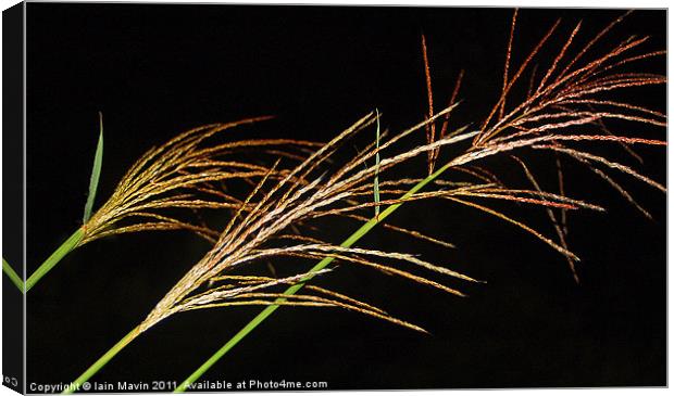 Night Grasses Canvas Print by Iain Mavin