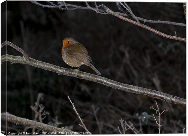 Cold Robin Canvas Print by Iain Mavin