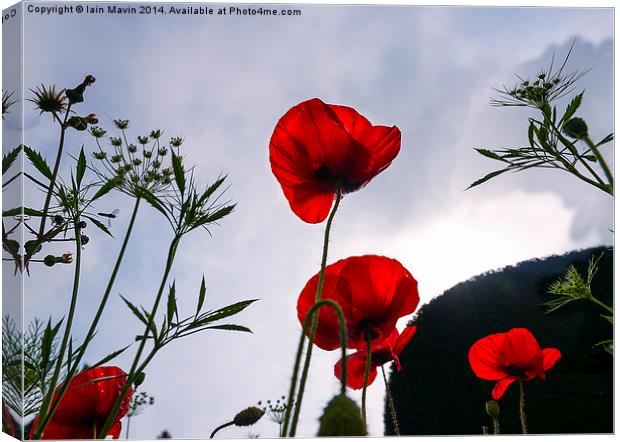  Red Poppies Canvas Print by Iain Mavin