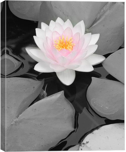 Color Focus Water Lily Canvas Print by Sara Kemp