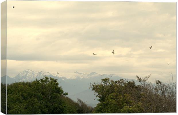 Cascade Birds Canvas Print by Sara Kemp