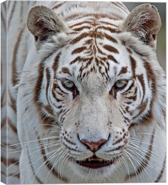 Tiger, Tiger Canvas Print by CATSPAWS 