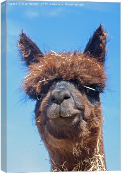 ALPACA - STRAW IS TRENDY Canvas Print by CATSPAWS 