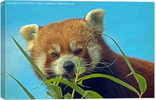 RED PANDA Canvas Print by CATSPAWS 