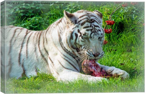 WHITE TIGER LUNCH Canvas Print by CATSPAWS 