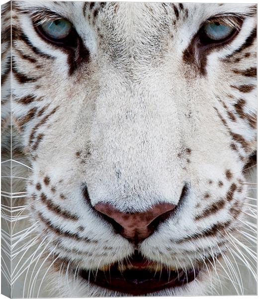 EYES OF THE WHITE TIGER Canvas Print by CATSPAWS 