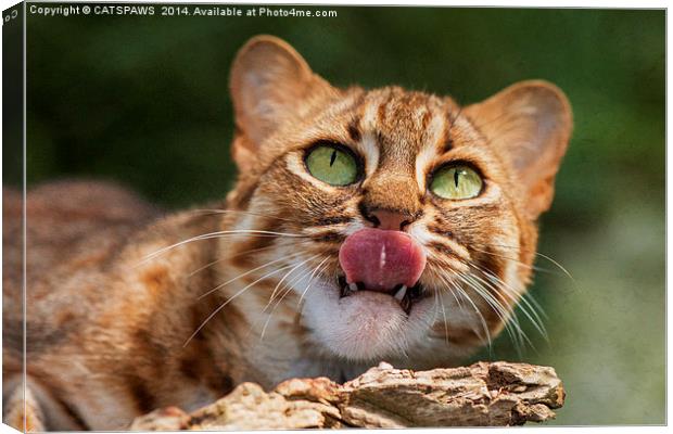 RUSTY SPOTTED CAT LICK Canvas Print by CATSPAWS 