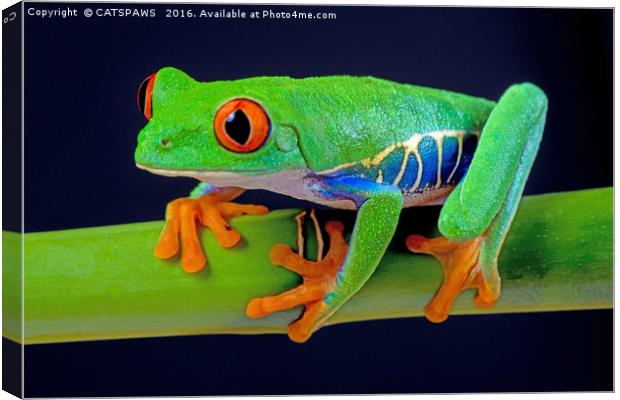 TREE FROG ON BAMBOO Canvas Print by CATSPAWS 