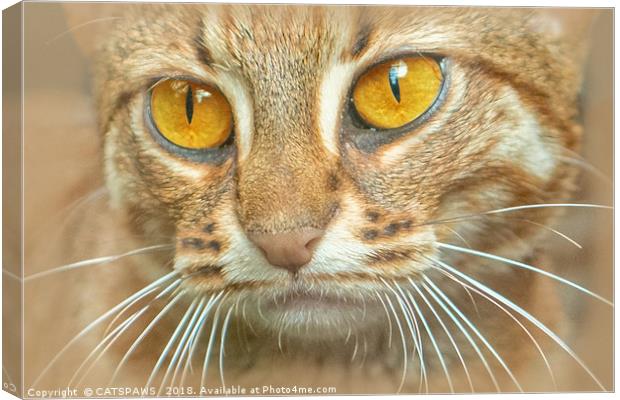 AMBER EYED BEAUTY Canvas Print by CATSPAWS 