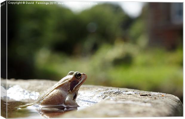 The Common Frog Canvas Print by David  Fennings