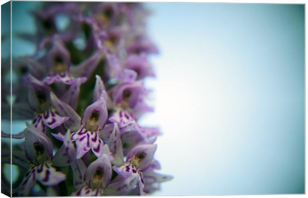 Early Purple Orchid Close Up Canvas Print by David  Fennings