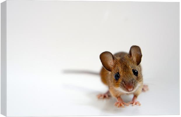 House Mouse on White Background Canvas Print by David  Fennings