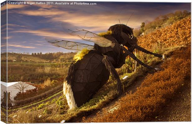 Big Bee Canvas Print by Nigel Hatton