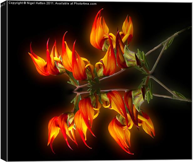 Flame Flower Canvas Print by Nigel Hatton