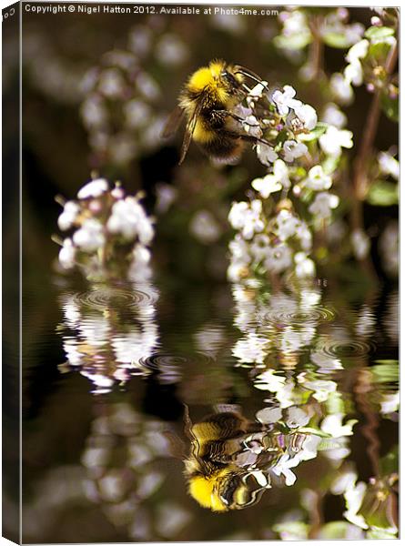 Bee Reflection Canvas Print by Nigel Hatton