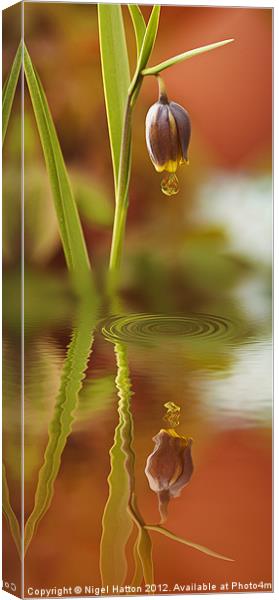 Reflections Canvas Print by Nigel Hatton