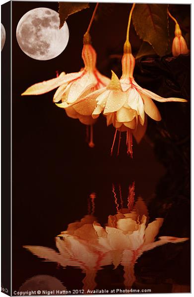 The Flower and the Moon Canvas Print by Nigel Hatton