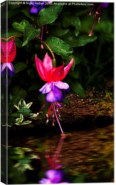 Dancing on Water  Canvas Print by Nigel Hatton