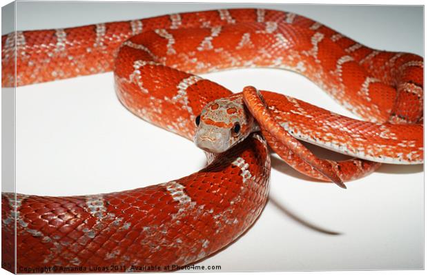 Bloodred Corn Snake Canvas Print by Amanda Lucas