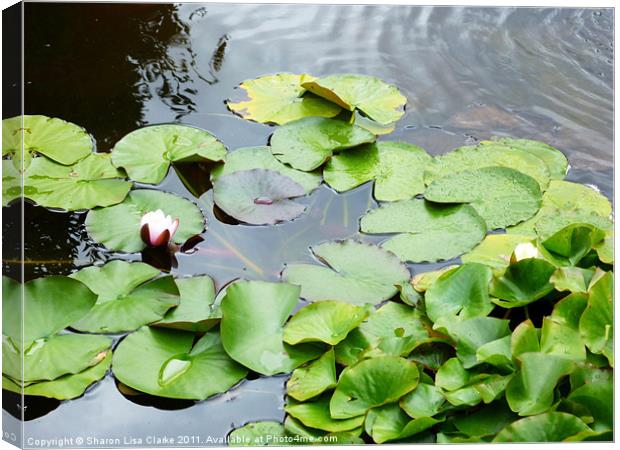 lily pond Canvas Print by Sharon Lisa Clarke