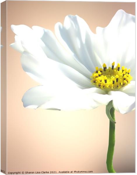Pure white cosmos Canvas Print by Sharon Lisa Clarke