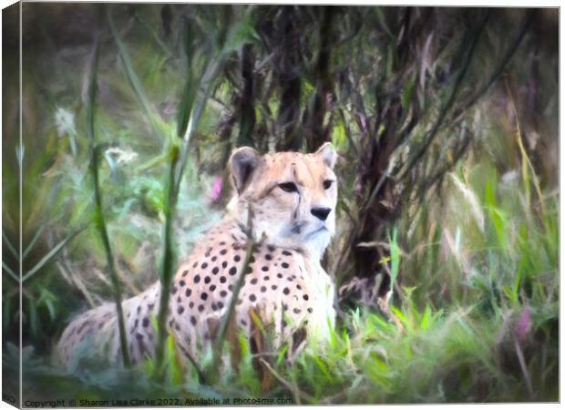 Resting Cheetah Canvas Print by Sharon Lisa Clarke