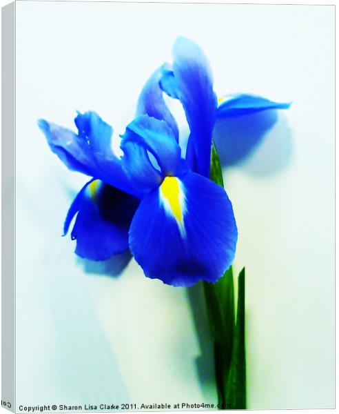 Iris Canvas Print by Sharon Lisa Clarke