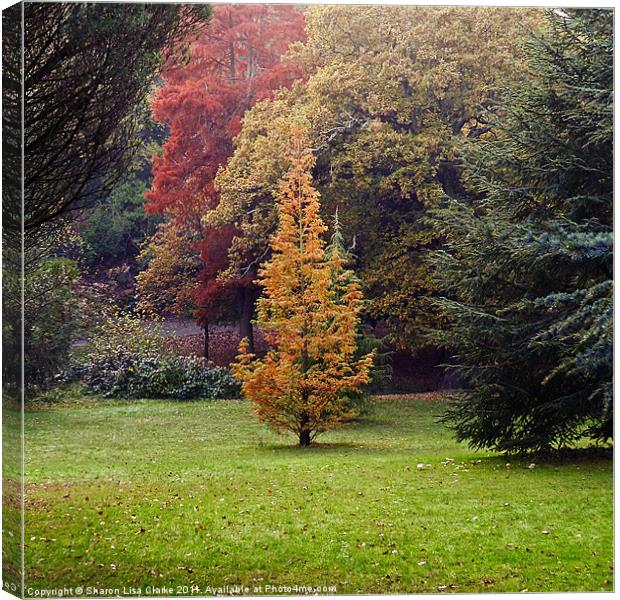 Autumn Trees Canvas Print by Sharon Lisa Clarke
